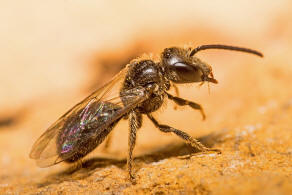 Lasioglossum villosulum / Zottige Schmalbiene (Mnnchen) / Schmal- / Furchenbienen - Halictidae / Ordnung: Hautflgler - Hymenoptera