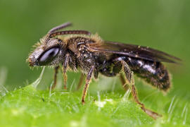Lasioglossum villosulum / Zottige Schmalbiene (Männchen) / Schmal- / Furchenbienen - Halictidae / Ordnung: Hautflügler - Hymenoptera