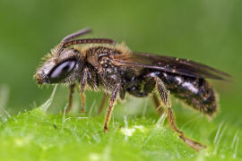 Lasioglossum villosulum / Zottige Schmalbiene (Mnnchen) / Schmal- / Furchenbienen - Halictidae / Ordnung: Hautflgler - Hymenoptera