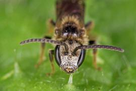 Lasioglossum villosulum / Zottige Schmalbiene (Mnnchen) / Schmal- / Furchenbienen - Halictidae / Ordnung: Hautflgler - Hymenoptera