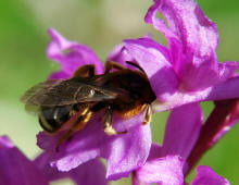 Lasioglossum (Lasioglossum) xanthopus / Groe Salbei-Schmalbiene / Gelbbein-Furchenbiene / Halictinae ("Furchenbienenartige")