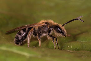 Lasioglossum (Lasioglossum) xanthopus / Groe Salbei-Schmalbiene / Schmal- / Furchenbienen - Halictidae / Ordnung: Hautflgler - Hymenoptera