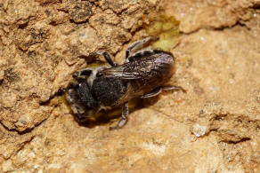 Megachile apicalis / Flockenblumen-Blattschneiderbiene / Megachilidae ("Blattschneiderbienenartige") / Hautflgler - Hymenoptera