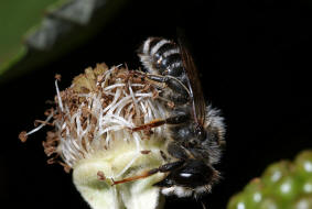 Megachile ericetorum / Platterbsen-Mrtelbiene / Megachilinae ("Blattschneiderbienenartige") / Hautflgler - Hymenoptera