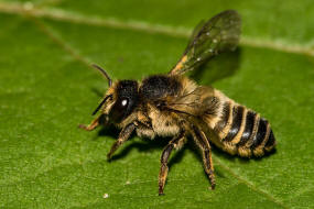 Megachile ericetorum / Platterbsen-Mrtelbiene / Megachilinae ("Blattschneiderbienenartige") / Hautflgler - Hymenoptera