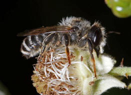 Megachile ericetorum / Platterbsen-Mrtelbiene / Megachilinae ("Blattschneiderbienenartige") / Hautflgler - Hymenoptera