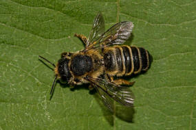 Megachile ericetorum / Platterbsen-Mrtelbiene / Megachilinae ("Blattschneiderbienenartige") / Hautflgler - Hymenoptera