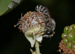 Megachile ericetorum / Platterbsen-Mrtelbiene / Megachilinae ("Blattschneiderbienenartige") / Hautflgler - Hymenoptera