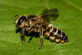 Megachile ericetorum / Platterbsen-Mrtelbiene / Megachilinae ("Blattschneiderbienenartige") / Hautflgler - Hymenoptera