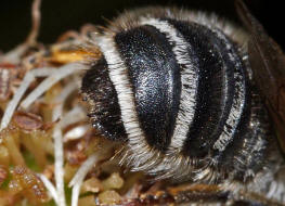 Megachile ericetorum / Platterbsen-Mrtelbiene / Megachilinae ("Blattschneiderbienenartige") / Hautflgler - Hymenoptera