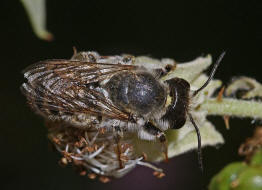 Megachile ericetorum / Platterbsen-Mrtelbiene / Megachilinae ("Blattschneiderbienenartige") / Hautflgler - Hymenoptera