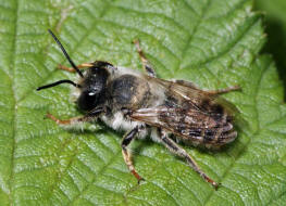 Megachile ericetorum / Platterbsen-Mrtelbiene / Megachilinae ("Blattschneiderbienenartige") / Hautflgler - Hymenoptera