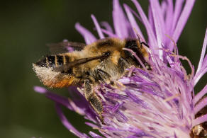 Megachile maritima / Sand-Blattschneiderbiene / Megachilidae - Blattschneiderbienenartige / Hautflgler - Hymenoptera