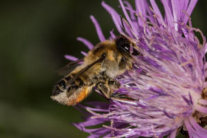 Megachile maritima / Sand-Blattschneiderbiene / Megachilidae - Blattschneiderbienenartige / Hautflgler - Hymenoptera