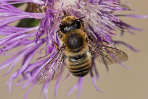 Megachile maritima / Sand-Blattschneiderbiene / Megachilidae - Blattschneiderbienenartige / Hautflgler - Hymenoptera