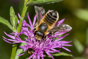 Megachile maritima / Sand-Blattschneiderbiene / Megachilidae - Blattschneiderbienenartige / Hautflgler - Hymenoptera