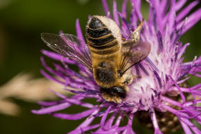 Megachile maritima / Sand-Blattschneiderbiene / Megachilidae - Blattschneiderbienenartige / Hautflgler - Hymenoptera