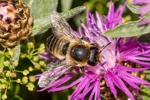 Megachile maritima / Sand-Blattschneiderbiene / Megachilidae - Blattschneiderbienenartige / Hautflgler - Hymenoptera