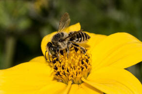 Megachile argentata / Filzzahn-Blattschneiderbiene / Megachilidae ("Blattschneiderbienenartige") / Hautflgler - Hymenoptera