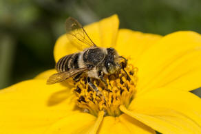 Megachile argentata / Filzzahn-Blattschneiderbiene / Megachilidae ("Blattschneiderbienenartige") / Hautflügler - Hymenoptera