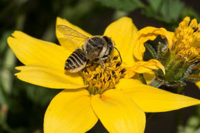 Megachile argentata / Filzzahn-Blattschneiderbiene / Megachilidae ("Blattschneiderbienenartige") / Hautflügler - Hymenoptera