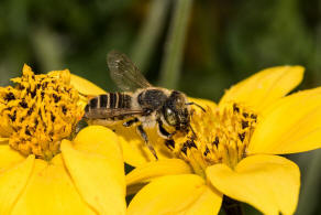 Megachile argentata / Filzzahn-Blattschneiderbiene / Megachilidae ("Blattschneiderbienenartige") / Hautflügler - Hymenoptera