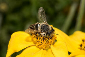 Megachile argentata / Filzzahn-Blattschneiderbiene / Megachilidae ("Blattschneiderbienenartige") / Hautflügler - Hymenoptera
