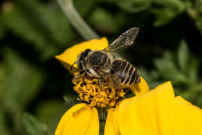 Megachile argentata / Filzzahn-Blattschneiderbiene / Megachilidae ("Blattschneiderbienenartige") / Hautflügler - Hymenoptera
