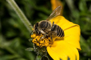 Megachile argentata / Filzzahn-Blattschneiderbiene / Megachilidae ("Blattschneiderbienenartige") / Hautflgler - Hymenoptera