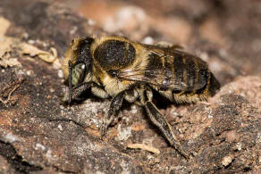 Megachile argentata / Filzzahn-Blattschneiderbiene / Megachilidae ("Blattschneiderbienenartige") / Hautflügler - Hymenoptera