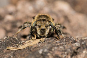 Megachile argentata / Filzzahn-Blattschneiderbiene / Megachilidae ("Blattschneiderbienenartige") / Hautflügler - Hymenoptera