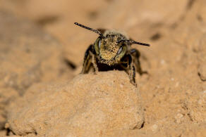Megachile argentata / Filzzahn-Blattschneiderbiene / Megachilidae ("Blattschneiderbienenartige") / Hautflügler - Hymenoptera