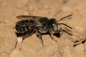 Megachile argentata / Filzzahn-Blattschneiderbiene / Megachilidae ("Blattschneiderbienenartige") / Hautflügler - Hymenoptera
