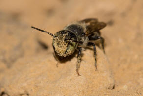Megachile argentata / Filzzahn-Blattschneiderbiene / Megachilidae ("Blattschneiderbienenartige") / Hautflügler - Hymenoptera