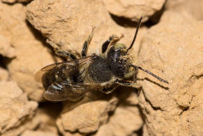 Megachile argentata / Filzzahn-Blattschneiderbiene / Megachilidae ("Blattschneiderbienenartige") / Hautflügler - Hymenoptera