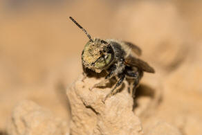 Megachile argentata / Filzzahn-Blattschneiderbiene / Megachilidae ("Blattschneiderbienenartige") / Hautflügler - Hymenoptera