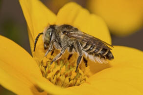Megachile argentata / Filzzahn-Blattschneiderbiene / Megachilidae ("Blattschneiderbienenartige") / Hautflügler - Hymenoptera