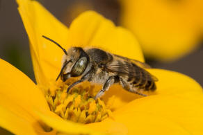 Megachile argentata / Filzzahn-Blattschneiderbiene / Megachilidae ("Blattschneiderbienenartige") / Hautflügler - Hymenoptera