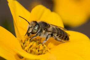 Megachile argentata / Filzzahn-Blattschneiderbiene / Megachilidae ("Blattschneiderbienenartige") / Hautflgler - Hymenoptera