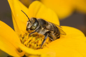 Megachile argentata / Filzzahn-Blattschneiderbiene / Megachilidae ("Blattschneiderbienenartige") / Hautflügler - Hymenoptera