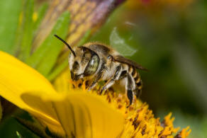 Megachile argentata / Filzzahn-Blattschneiderbiene / Megachilidae ("Blattschneiderbienenartige") / Hautflügler - Hymenoptera