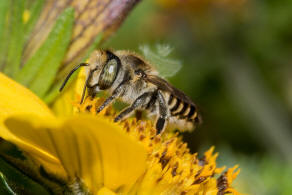Megachile argentata / Filzzahn-Blattschneiderbiene / Megachilidae ("Blattschneiderbienenartige") / Hautflügler - Hymenoptera