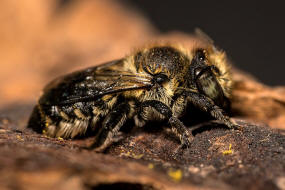 Megachile rotundata / Luzerne-Blattschneiderbiene / Megachilinae ("Blattschneiderbienenartige")