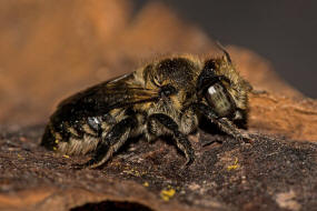 Megachile rotundata / Luzerne-Blattschneiderbiene / Megachilinae ("Blattschneiderbienenartige")