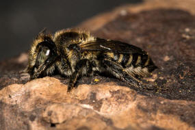 Megachile rotundata / Luzerne-Blattschneiderbiene / Megachilinae ("Blattschneiderbienenartige")