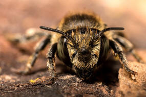 Megachile rotundata / Luzerne-Blattschneiderbiene / Megachilinae ("Blattschneiderbienenartige")