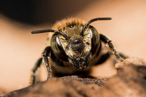 Megachile rotundata / Luzerne-Blattschneiderbiene / Megachilinae ("Blattschneiderbienenartige")