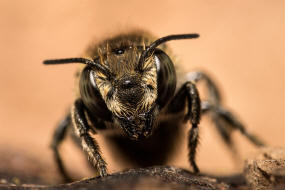 Megachile rotundata / Luzerne-Blattschneiderbiene / Megachilinae ("Blattschneiderbienenartige")