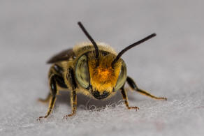 Megachile rotundata / Luzerne-Blattschneiderbiene / Megachilinae ("Blattschneiderbienenartige")