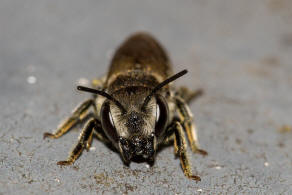 Megachile rotundata / Luzerne-Blattschneiderbiene / Megachilinae ("Blattschneiderbienenartige")